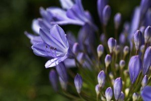 Agapanthus Blue